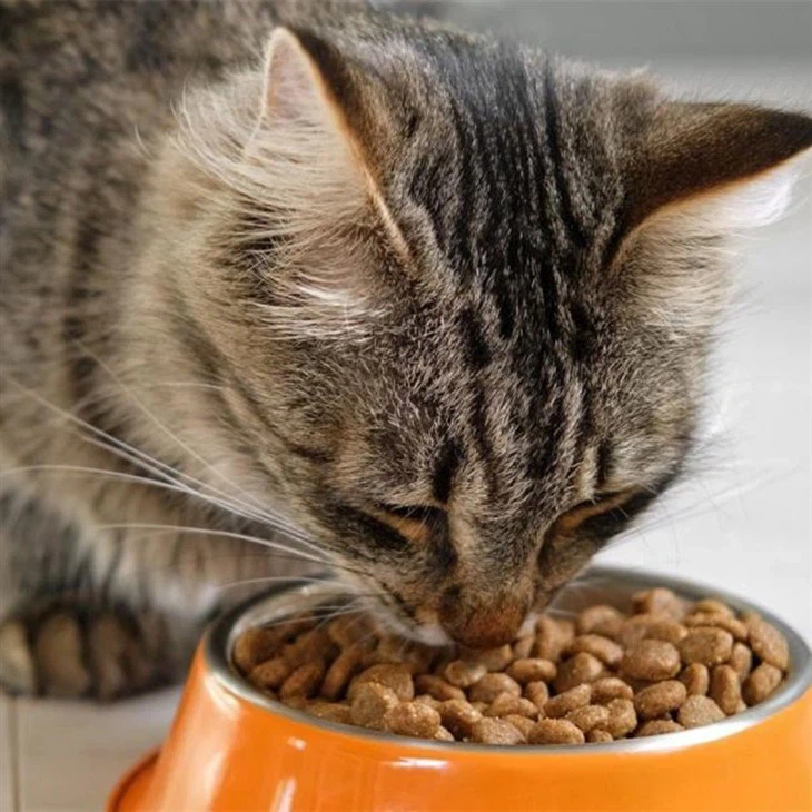 High Quality Cat Food